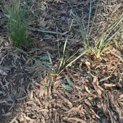 Lomandra longifolia (Spiny-headed Mat-rush, Honey Reed) at Black Mountain - 23 Jun 2024 by Venture