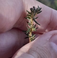 Dillwynia phylicoides (A Parrot-pea) at Black Mountain - 23 Jun 2024 by Venture