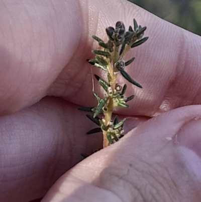 Dillwynia phylicoides (A Parrot-pea) at Black Mountain - 23 Jun 2024 by Venture