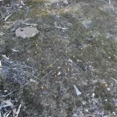 Lichenomphalia chromacea (Yellow Navel) at Black Mountain - 23 Jun 2024 by Venture