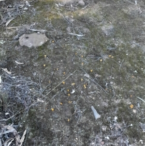 Lichenomphalia chromacea at Black Mountain - 23 Jun 2024