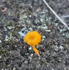 Lichenomphalia chromacea at Black Mountain - 23 Jun 2024 01:56 PM