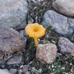 Lichenomphalia chromacea at Black Mountain - 23 Jun 2024