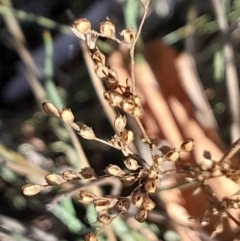 Juncus sp. at Black Mountain - 23 Jun 2024 by Venture