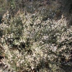 Styphelia attenuata (Small-leaved Beard Heath) at Black Mountain - 23 Jun 2024 by VanceLawrence