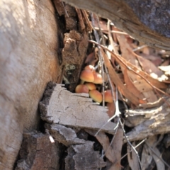 Hypholoma sp. at Black Mountain - 23 Jun 2024