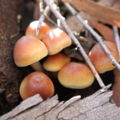 Hypholoma sp. at Black Mountain - 23 Jun 2024 01:10 PM