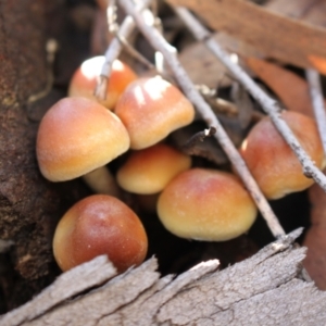 Hypholoma sp. at Black Mountain - 23 Jun 2024