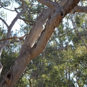 Cormobates leucophaea at Black Mountain - 23 Jun 2024