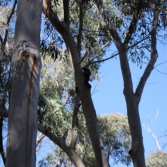 Platycercus elegans at Black Mountain - 23 Jun 2024 12:52 PM