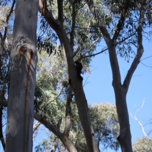 Platycercus elegans at Black Mountain - 23 Jun 2024 12:52 PM