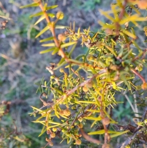 Acacia ulicifolia at Wanniassa Hill - 23 Jun 2024