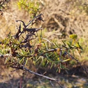 Acacia ulicifolia at Wanniassa Hill - 23 Jun 2024