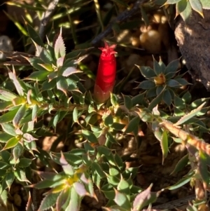 Styphelia humifusum at QPRC LGA - 23 Jun 2024