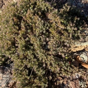 Styphelia humifusum at QPRC LGA - 23 Jun 2024