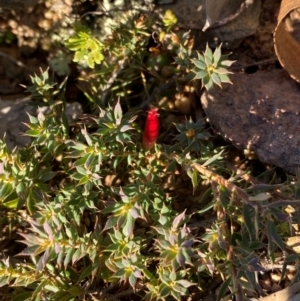 Styphelia humifusum at QPRC LGA - 23 Jun 2024