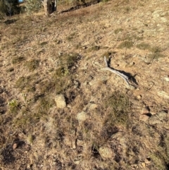 Styphelia humifusum at QPRC LGA - 23 Jun 2024