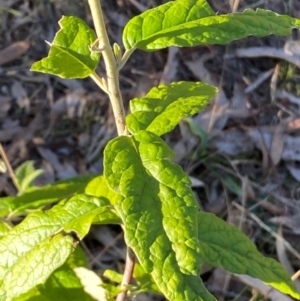 Olearia lirata at QPRC LGA - 23 Jun 2024