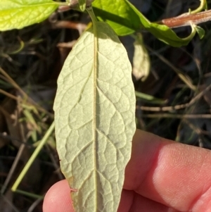 Olearia lirata at QPRC LGA - 23 Jun 2024