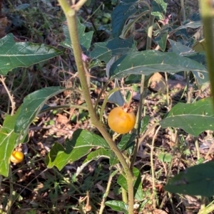 Solanum cinereum at QPRC LGA - 23 Jun 2024 03:16 PM