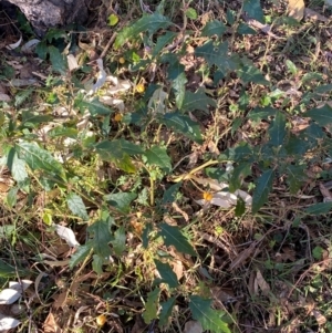 Solanum cinereum at QPRC LGA - 23 Jun 2024 03:16 PM