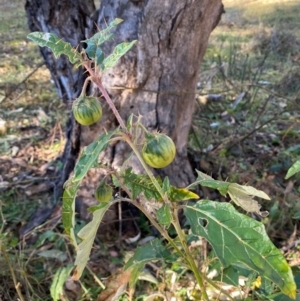 Solanum cinereum at QPRC LGA - 23 Jun 2024 03:16 PM