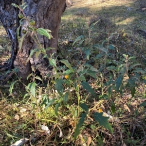 Solanum cinereum at QPRC LGA - 23 Jun 2024 03:16 PM