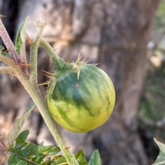 Solanum cinereum at QPRC LGA - 23 Jun 2024 03:16 PM