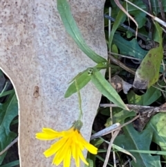 Crepis capillaris (Smooth Hawksbeard) at QPRC LGA - 23 Jun 2024 by SteveBorkowskis