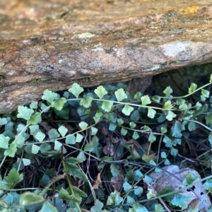 Asplenium flabellifolium at QPRC LGA - 23 Jun 2024