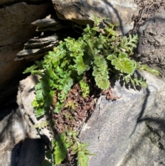 Asplenium subglandulosum (Blanket Fern) at QPRC LGA - 23 Jun 2024 by SteveBorkowskis