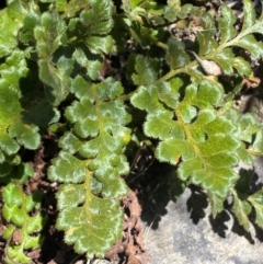 Asplenium subglandulosum at QPRC LGA - 23 Jun 2024 02:47 PM