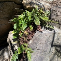 Asplenium subglandulosum at QPRC LGA - 23 Jun 2024 02:47 PM