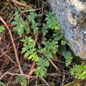 Cheilanthes sieberi subsp. sieberi at QPRC LGA - 23 Jun 2024