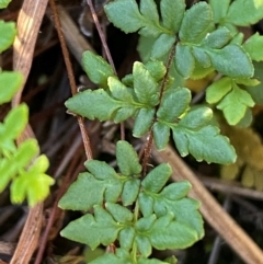 Cheilanthes sieberi subsp. sieberi at QPRC LGA - 23 Jun 2024