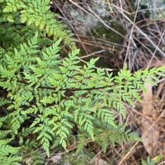 Cheilanthes austrotenuifolia at QPRC LGA - 23 Jun 2024