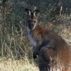 Notamacropus rufogriseus (Red-necked Wallaby) at QPRC LGA - 23 Jun 2024 by SteveBorkowskis