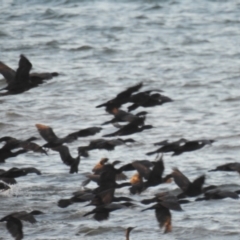 Phalacrocorax sulcirostris at Urangan, QLD - 14 May 2024 04:34 PM