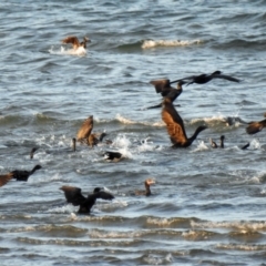 Phalacrocorax sulcirostris at Urangan, QLD - 14 May 2024 04:34 PM