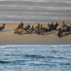 Phalacrocorax sulcirostris at Urangan, QLD - 14 May 2024 04:34 PM
