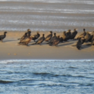 Phalacrocorax sulcirostris at Urangan, QLD - 14 May 2024 04:34 PM