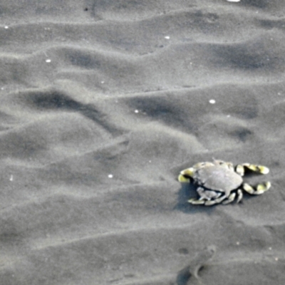 Unverified Crab, Prawn, Barnacle (Crustacea) at Urangan, QLD - 13 May 2024 by Gaylesp8