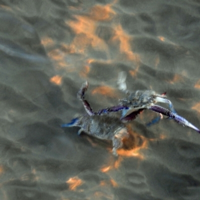 Unverified Crab, Prawn, Barnacle (Crustacea) at Urangan, QLD - 13 May 2024 by Gaylesp8
