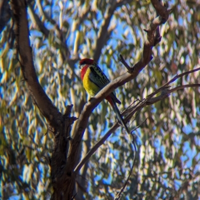 Platycercus eximius (Eastern Rosella) at Nine Mile Reserve - 22 Jun 2024 by Darcy