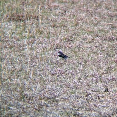 Stagonopleura guttata (Diamond Firetail) at Albury - 22 Jun 2024 by Darcy