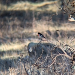 Petroica boodang (Scarlet Robin) at Albury - 22 Jun 2024 by Darcy