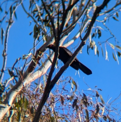 Corcorax melanorhamphos (White-winged Chough) at Kentucky State Forest - 23 Jun 2024 by Darcy