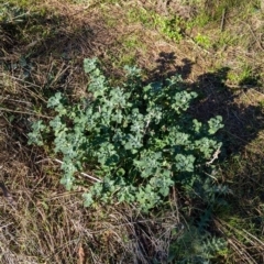 Marrubium vulgare (Horehound) at Balldale, NSW - 23 Jun 2024 by Darcy