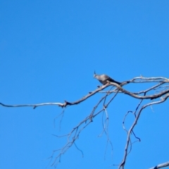 Ocyphaps lophotes (Crested Pigeon) at Balldale, NSW - 23 Jun 2024 by Darcy