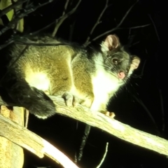 Trichosurus cunninghami (Mountain Brushtail Possum, Southern Bobuck) at Namadgi National Park - 22 Jun 2024 by Otford